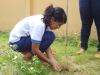 Atividade de Arborização na Escola Prof. Simão Amorim Durando - Petrolina-PE - 13.05.2014