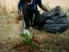 Atividade de Arborização na Escola Misael Aguilar - Juazeiro-BA - 11.06.2014