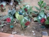 flores-recicladas-atividade-snct-escola-anesio-leao-petrolina-pe-18-10-2012